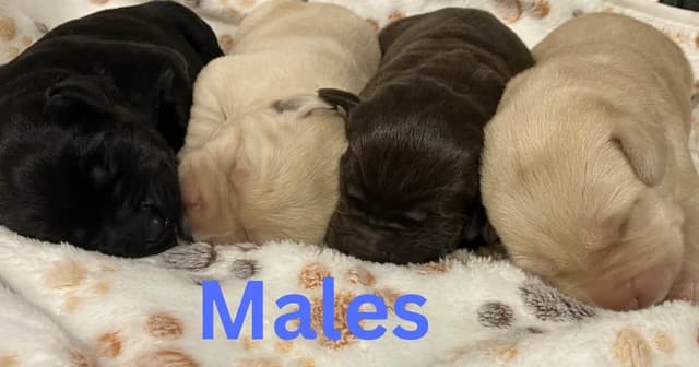 Labrador Retriever Puppies media 4