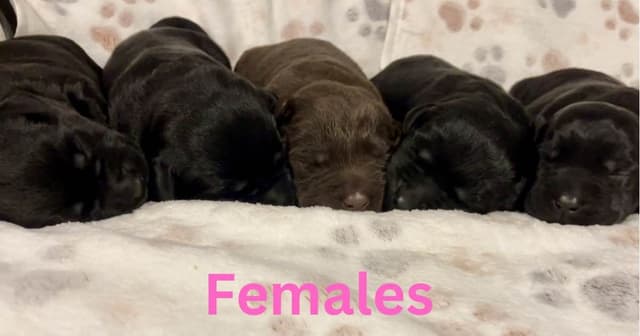 Labrador Retriever Puppies media 2
