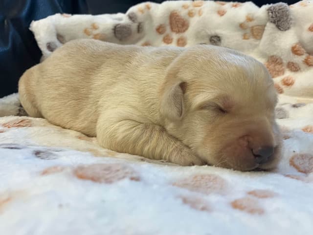 Labrador Retriever Puppies media 5