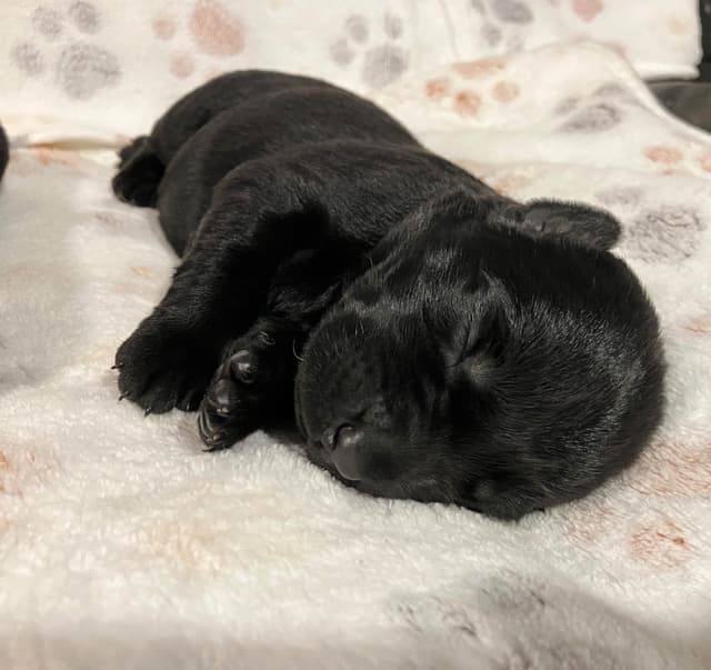 Labrador Retriever Puppies media 6