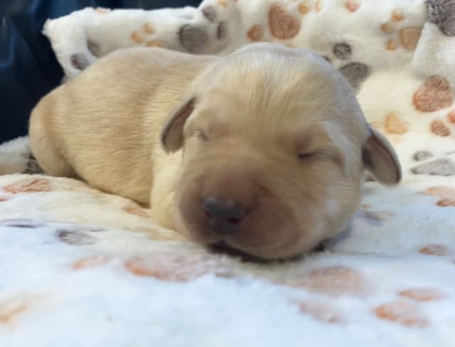 Labrador Retriever Puppies media 7
