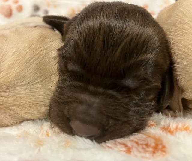 Labrador Retriever Puppies media 9