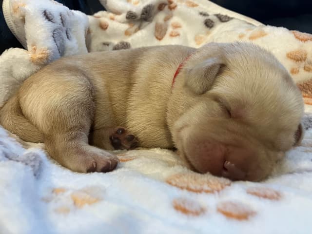 Labrador Retriever Puppies media 8