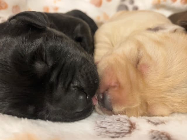 Labrador Retriever Puppies media 10