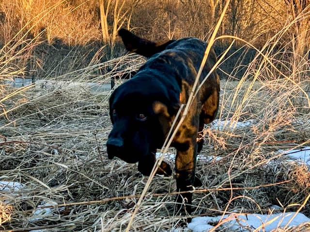Labrador Retriever Puppies media 13