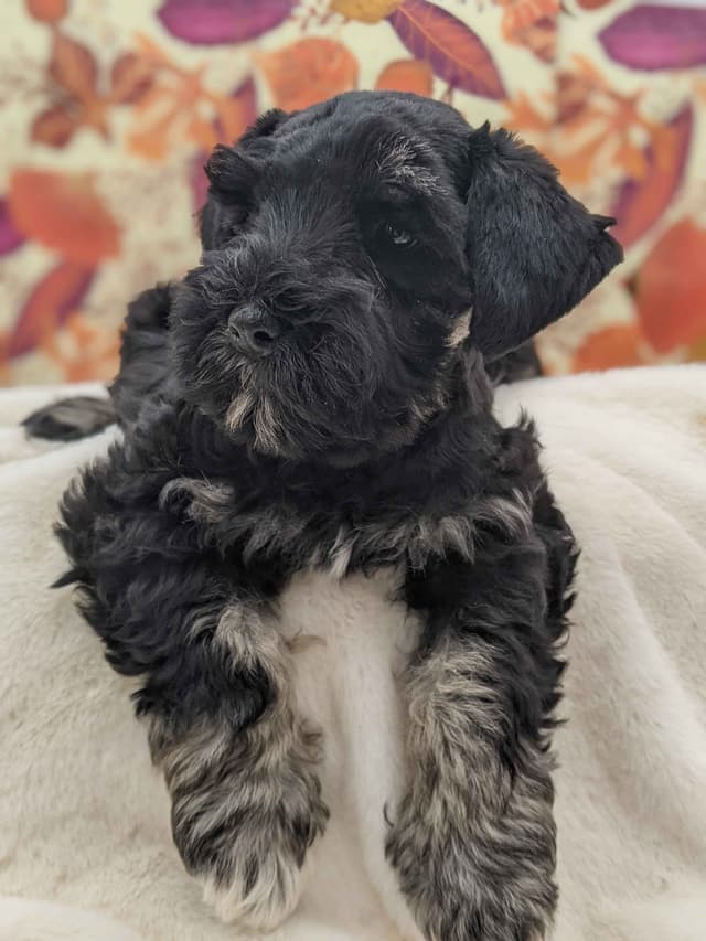 Miniature Schnauzer Puppies media 2