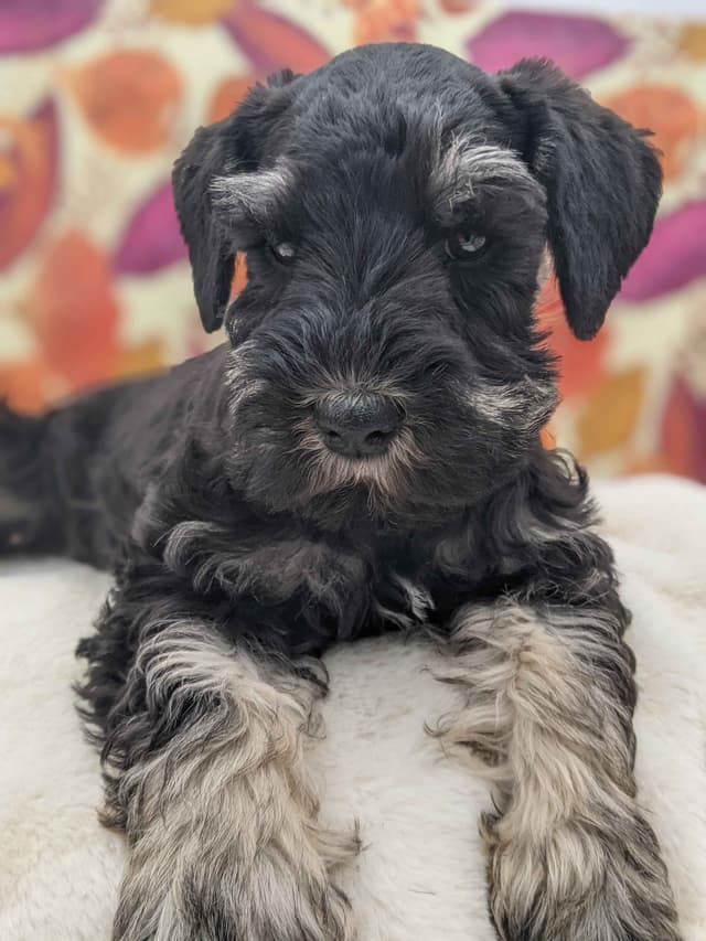 Miniature Schnauzer Puppies media 4