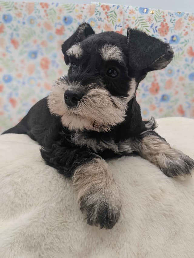 Miniature Schnauzer Puppies media 2