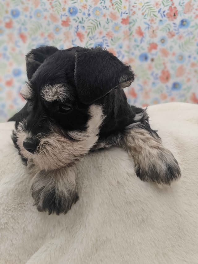 Miniature Schnauzer Puppies media 3