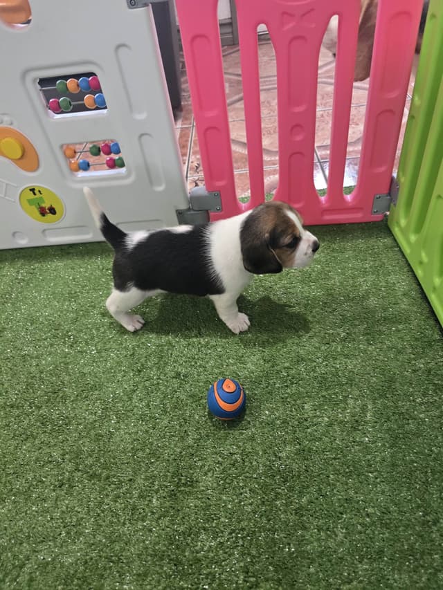 Beagle Puppies media 3
