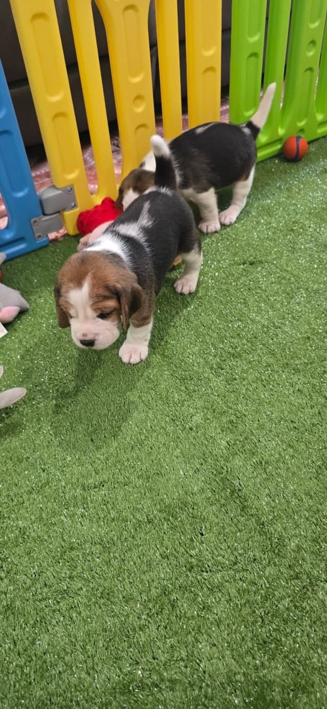 Beagle Puppies media 4
