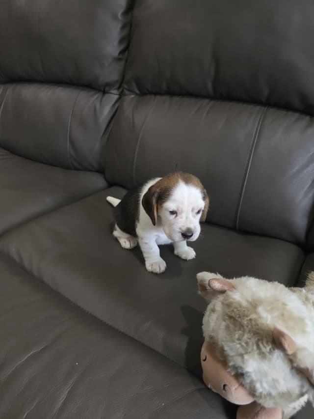 Beagle Puppies media 5