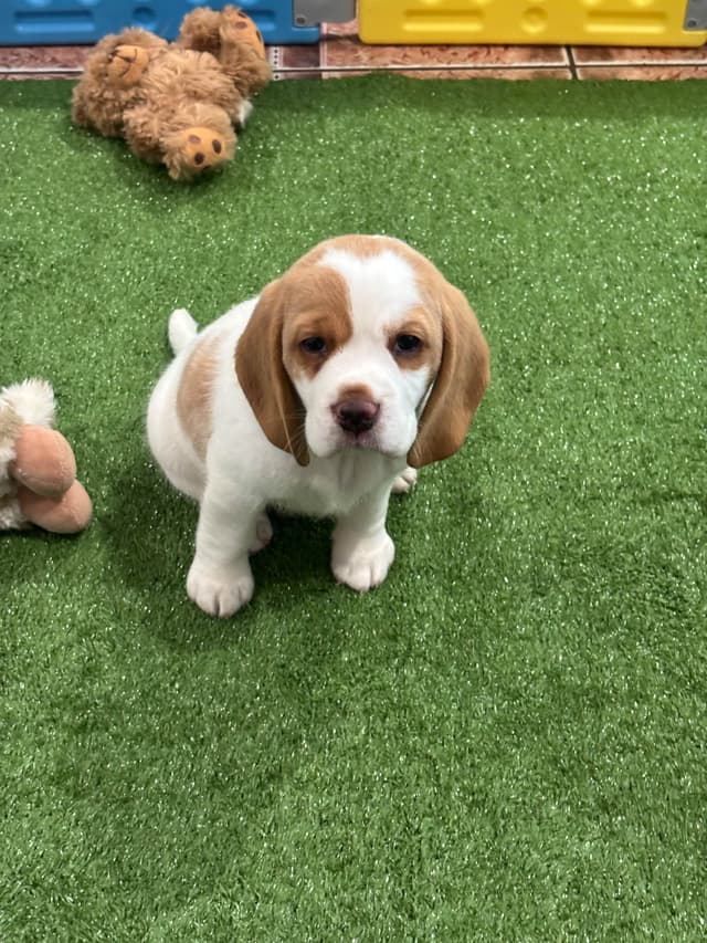 Beagle Puppies media 3