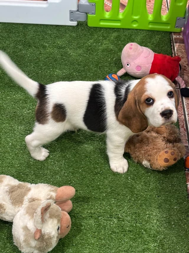 Beagle Puppies media 2
