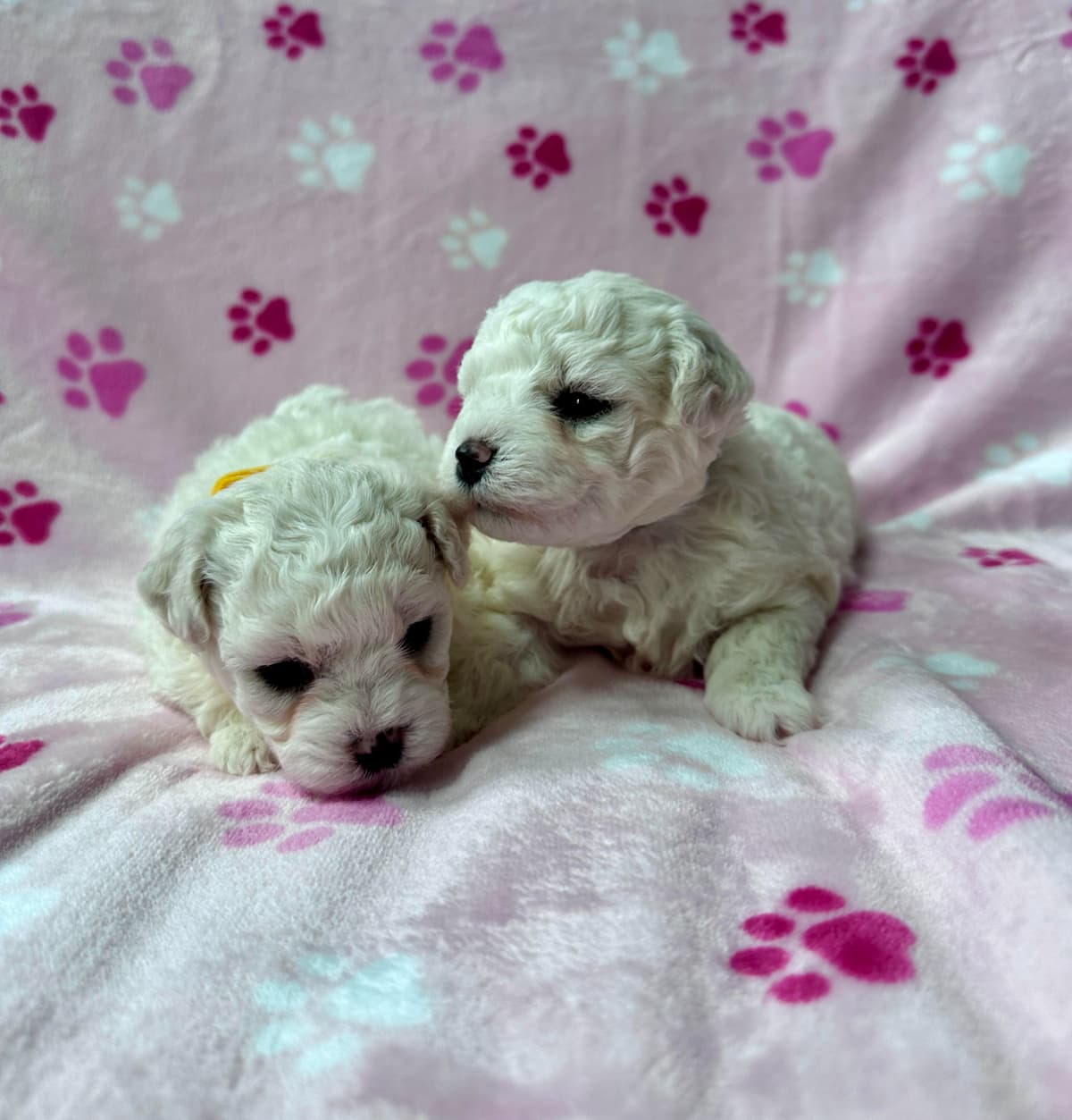 1 Remaining - Female Bichon Frise Puppy With AKC Champion Bloodlines! breeder image 1