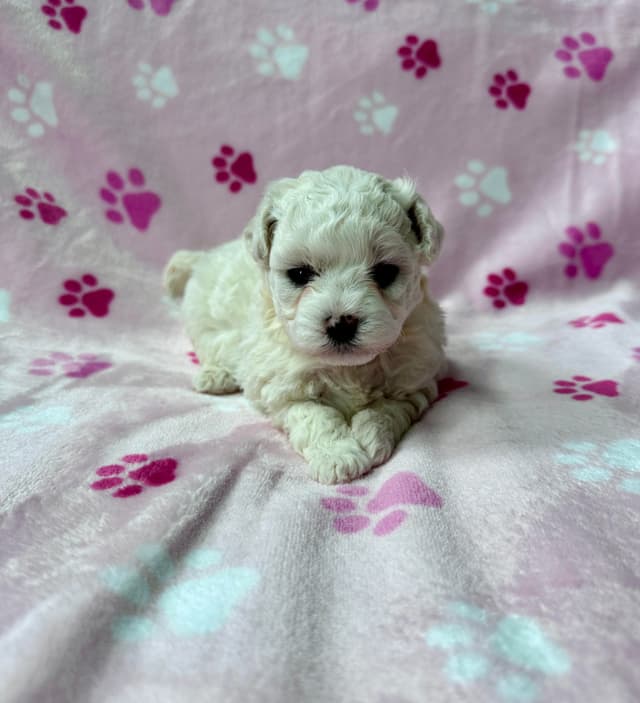 1 Remaining - Female Bichon Frise Puppy With AKC Champion Bloodlines! media 2