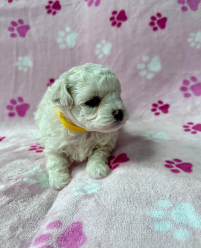 1 Remaining - Female Bichon Frise Puppy With AKC Champion Bloodlines! media 3