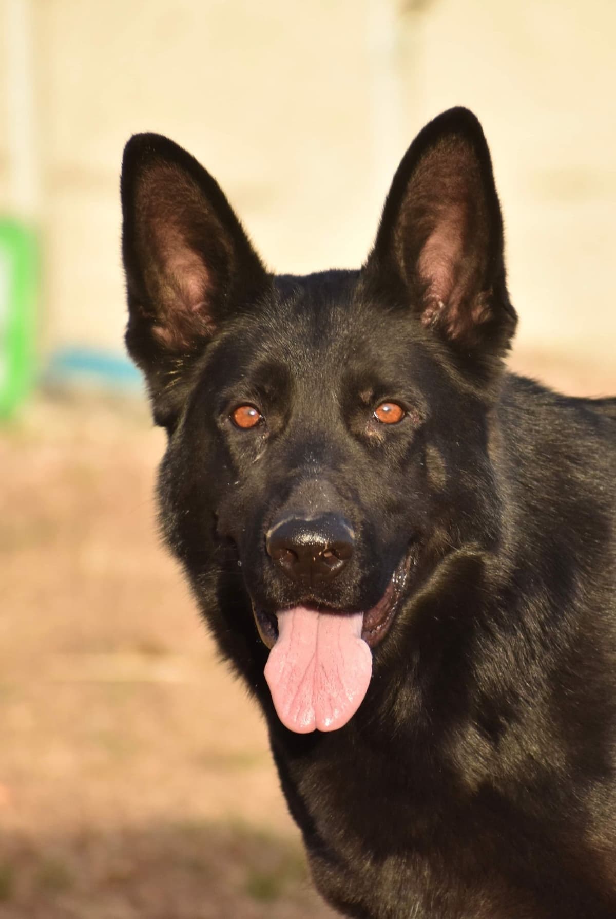 JAG German Shepherds Solid Black Male, Black/Tan Female breeder image 1