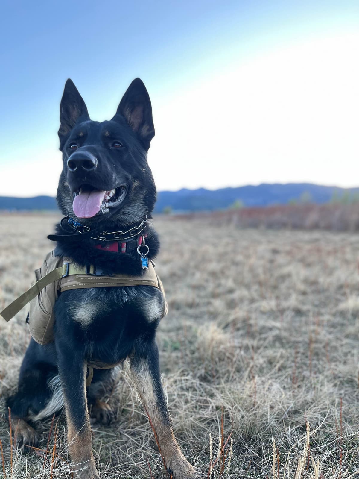 JAG German Shepherds Solid Black Male, Black/Tan Female breeder image 2
