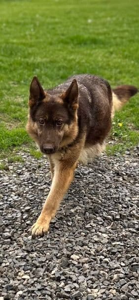 JAG German Shepherds media 2