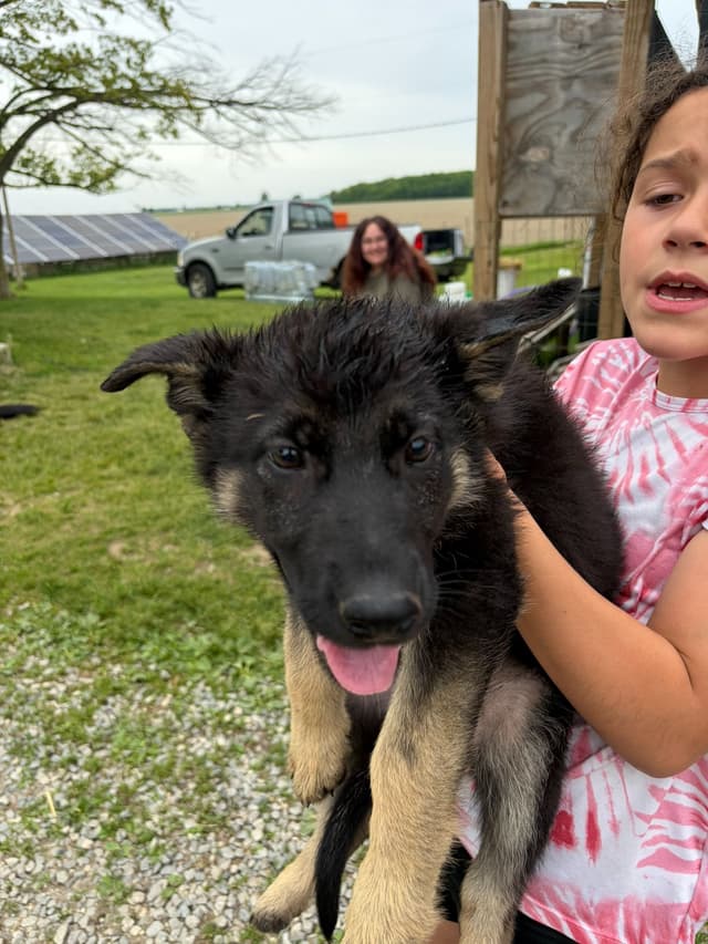 JAG German Shepherds media 5