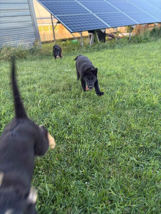 JAG German Shepherds Solid Black Male, Black/Tan Female media 2