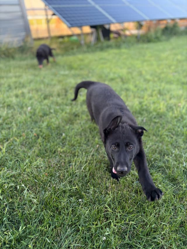 JAG German Shepherds Solid Black Male, Black/Tan Female media 3