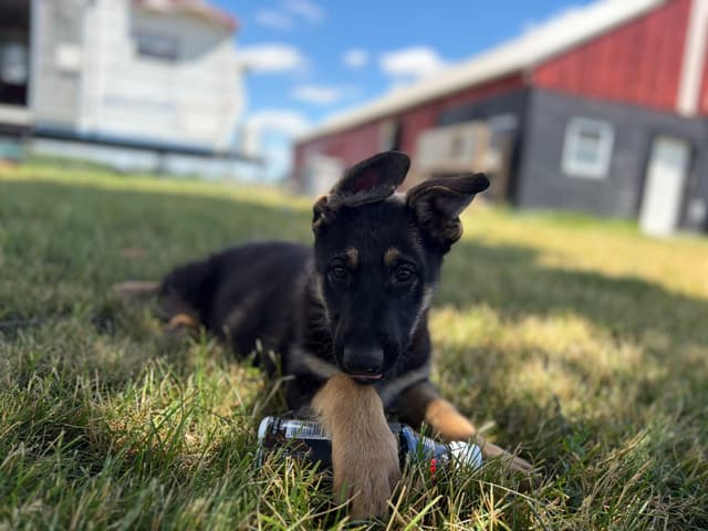 JAG German Shepherds Solid Black Male, Black/Tan Female media 5