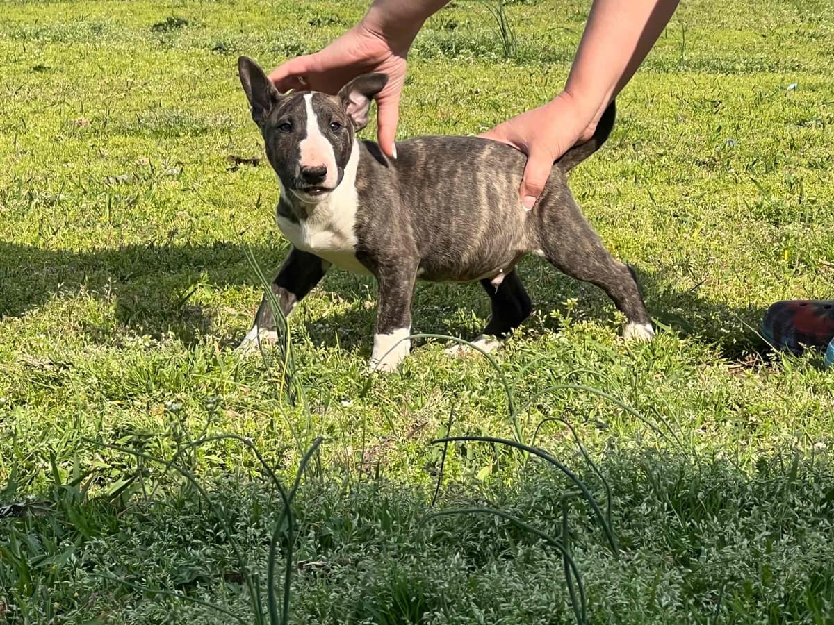 French Bulldog Puppies breeder image 5