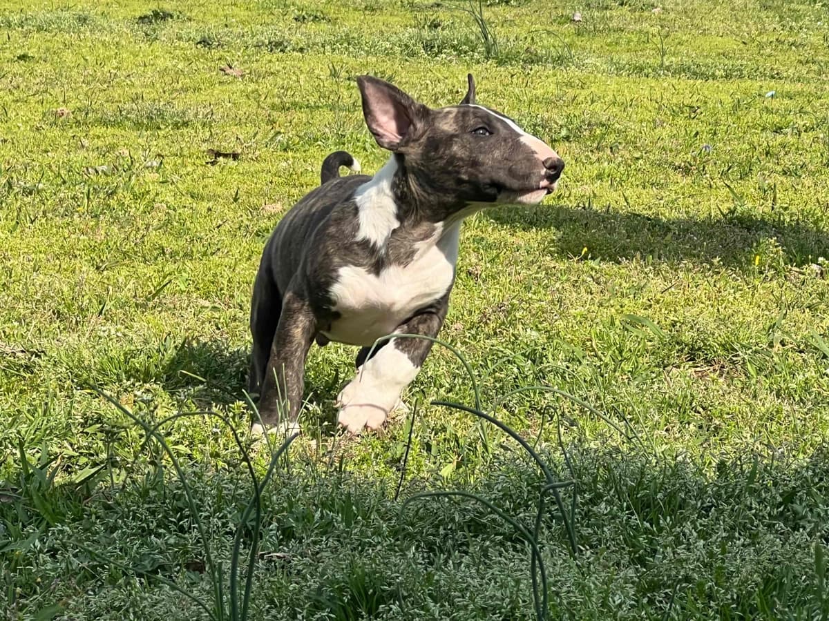 French Bulldog Puppies breeder image 6