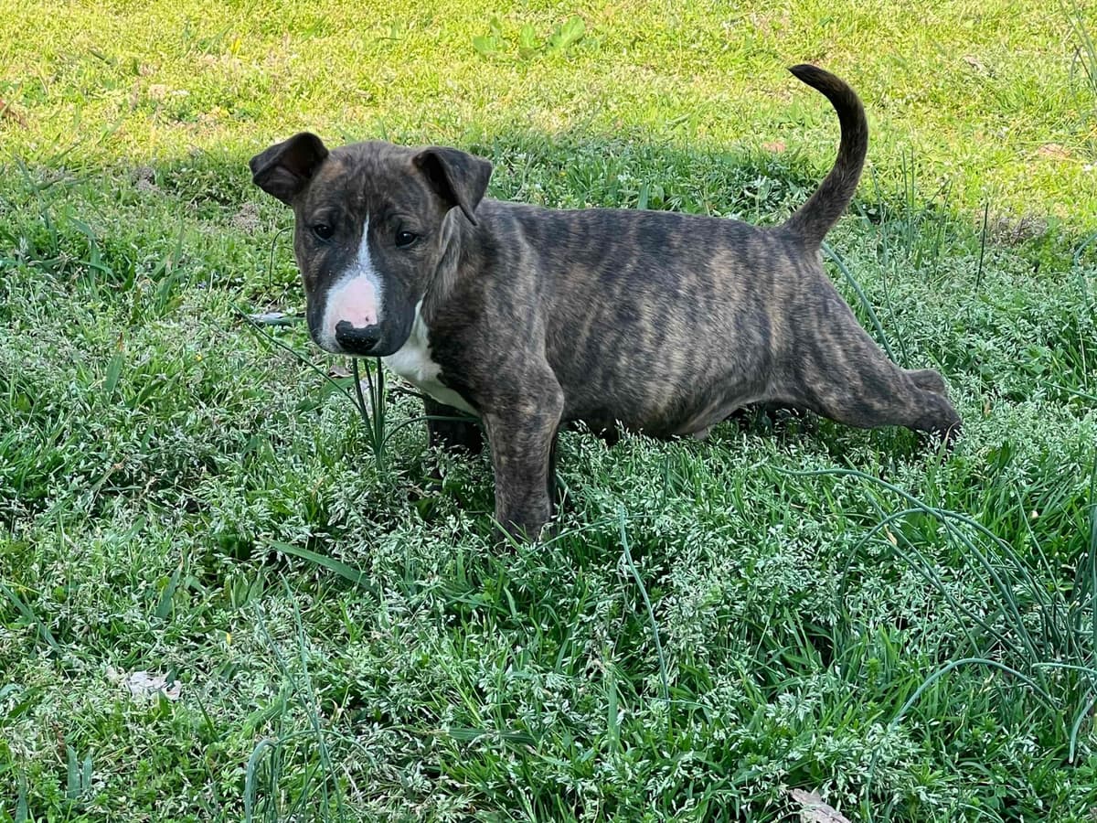 French Bulldog Puppies breeder image 8
