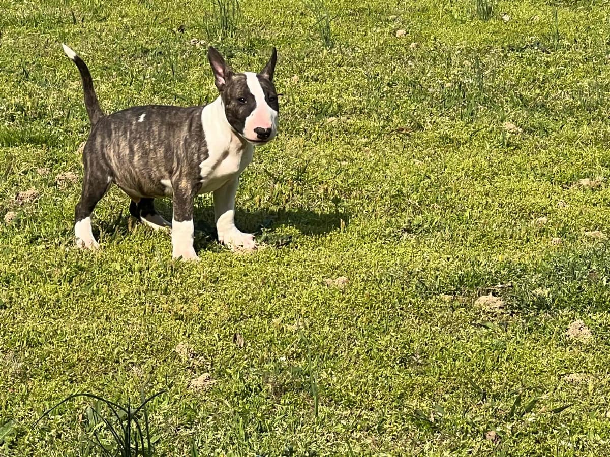 French Bulldog Puppies breeder image 9