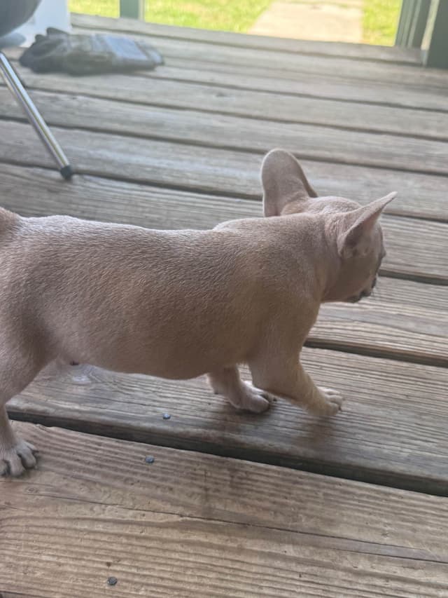 French Bulldog Puppies media 2