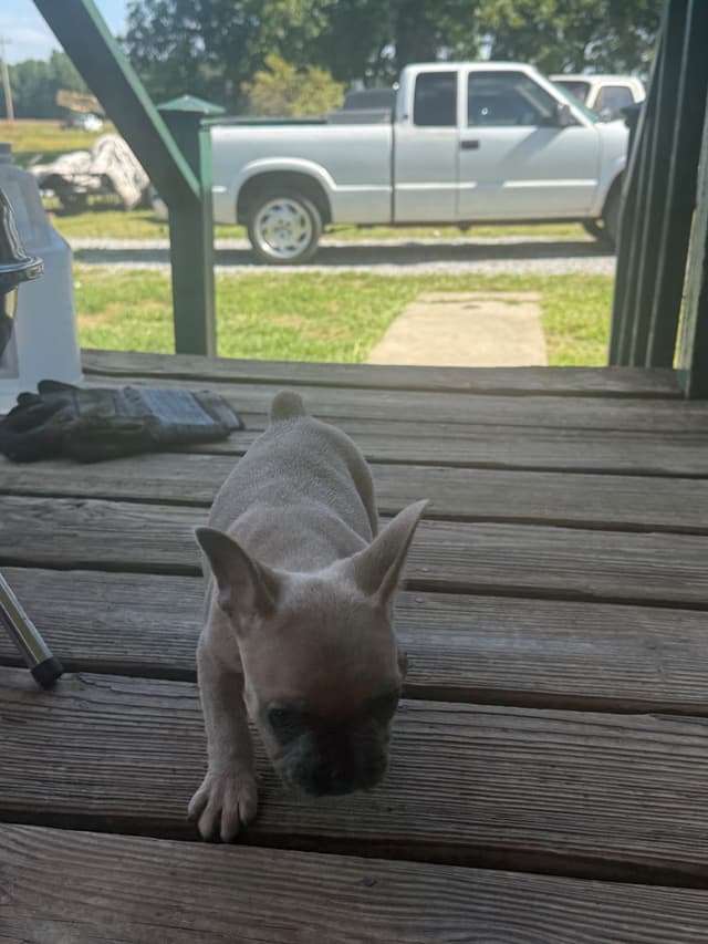 French Bulldog Puppies media 3