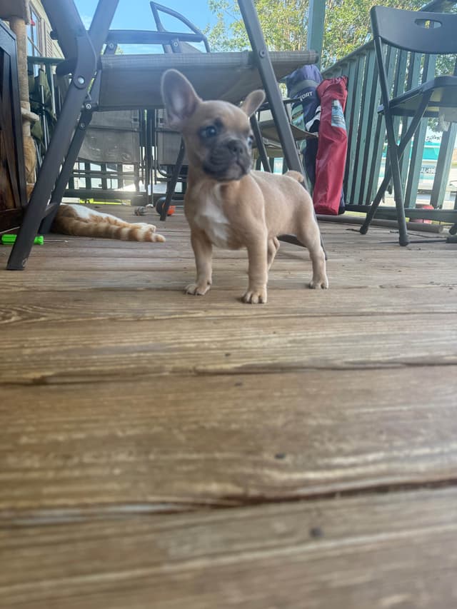 French Bulldog Puppies media 7