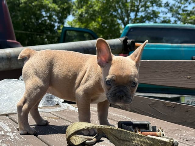 French Bulldog Puppies media 13