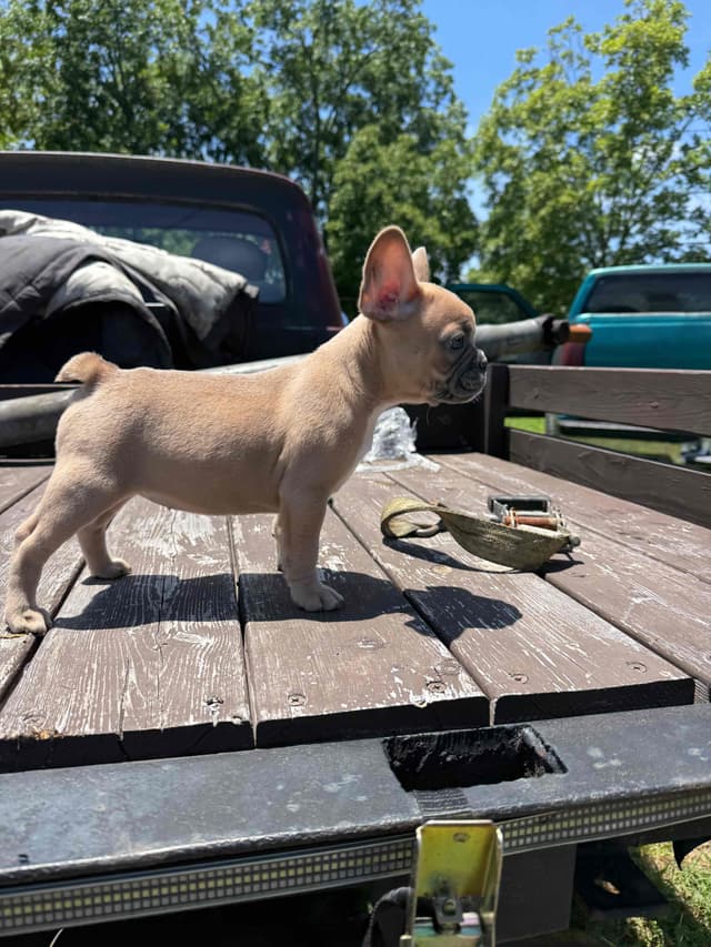 French Bulldog Puppies media 15