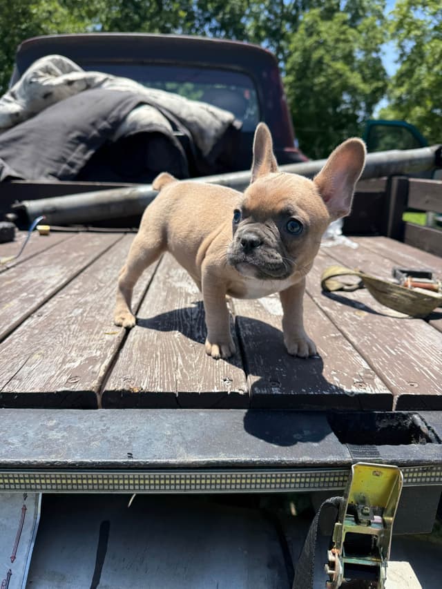 French Bulldog Puppies media 17