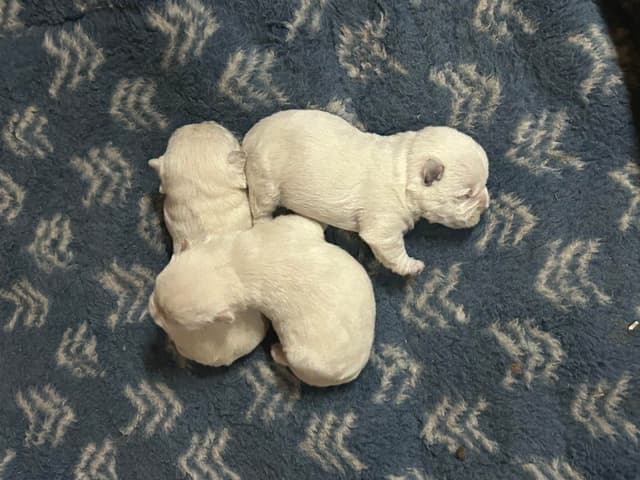 West Highland White Terrier Puppies media 2