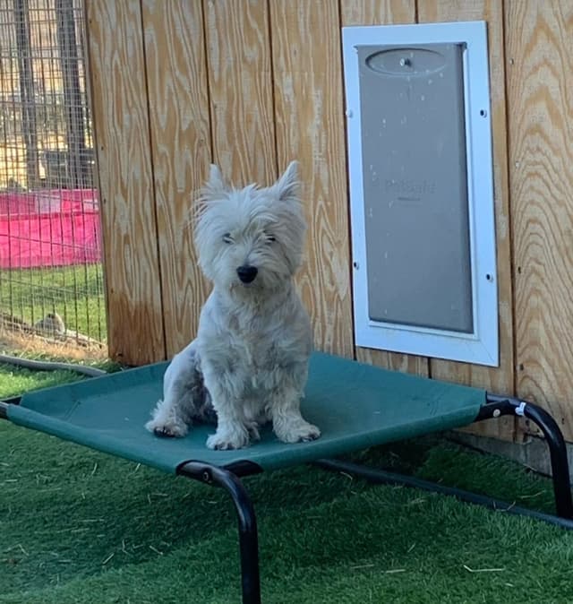 West Highland White Terrier Puppies media 3
