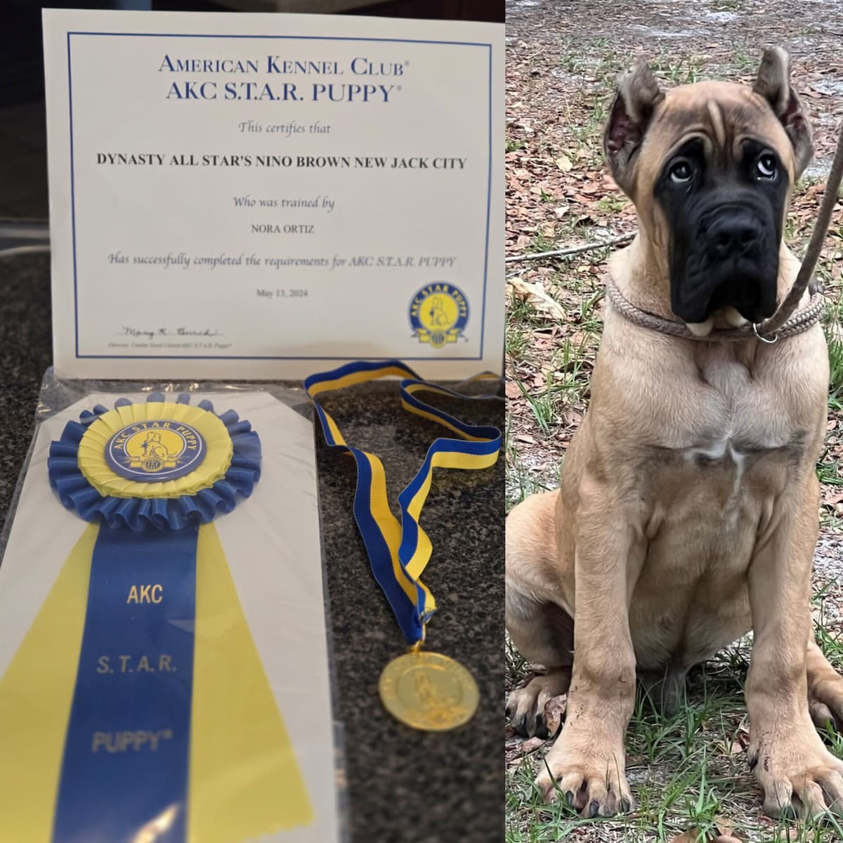 Cane Corso Puppies breeder image 3