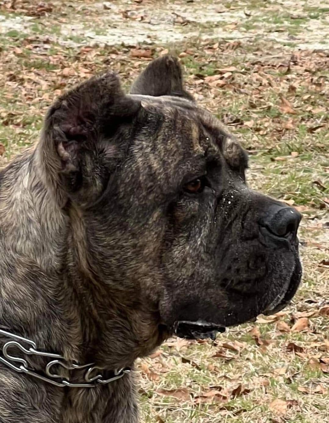 Cane Corso Puppies breeder image 4