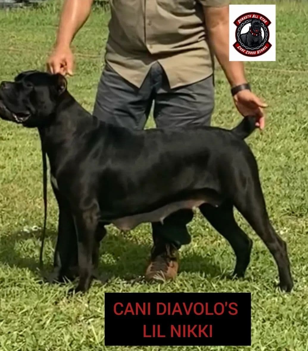 Cane Corso Puppies breeder image 6