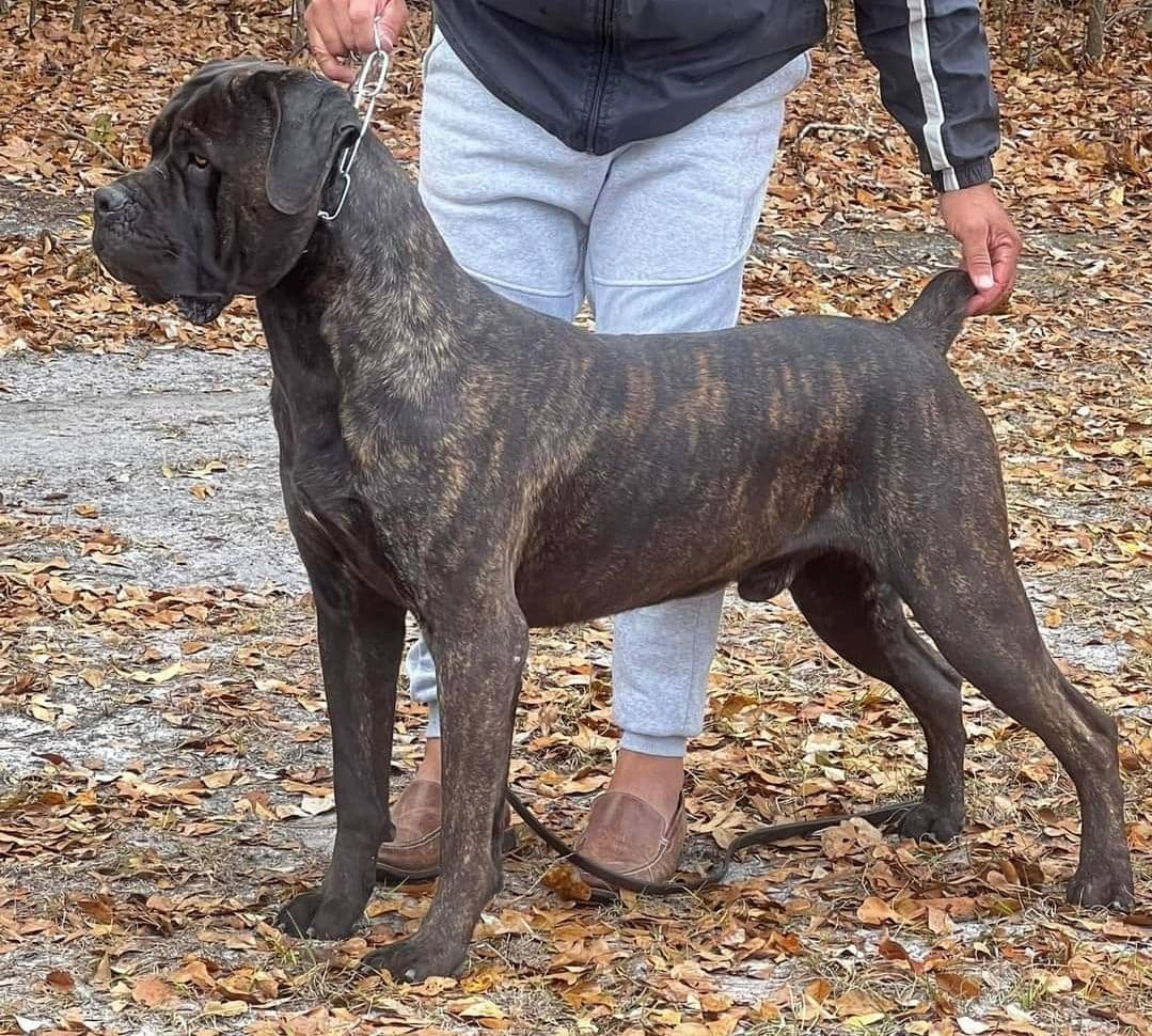 Cane Corso Puppies breeder image 10