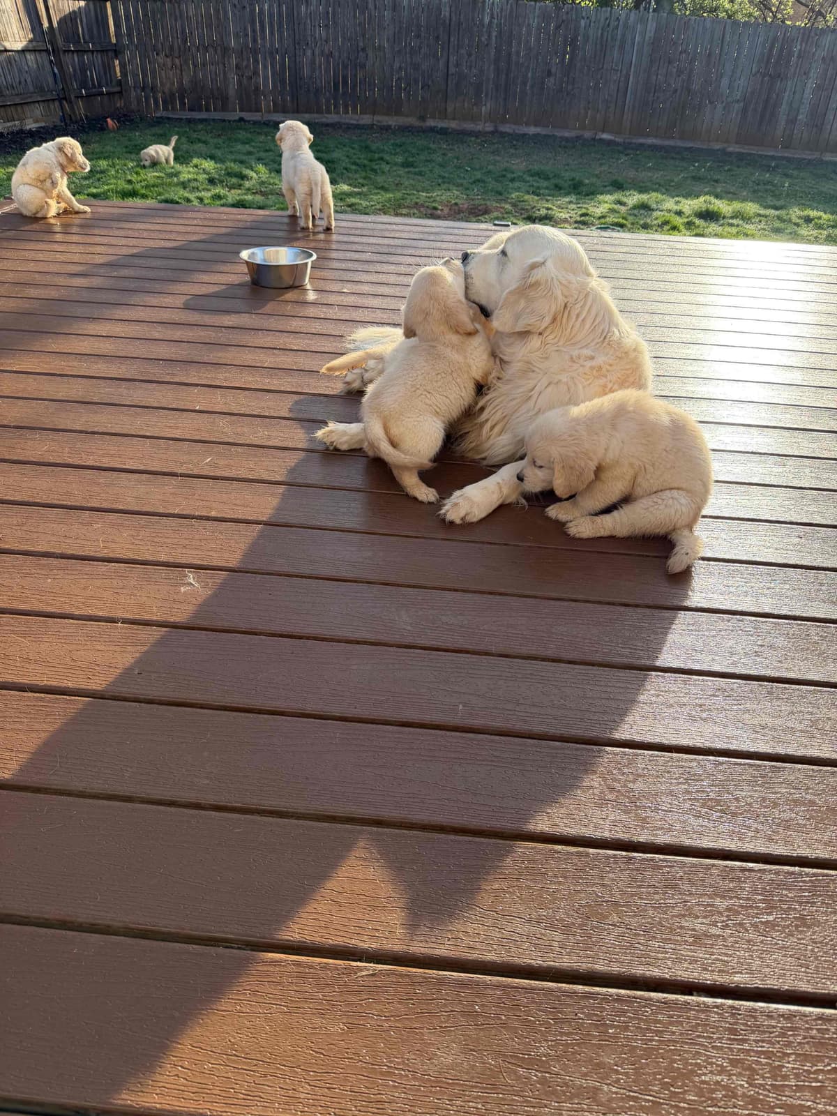 Golden Retriever Puppies breeder image 6