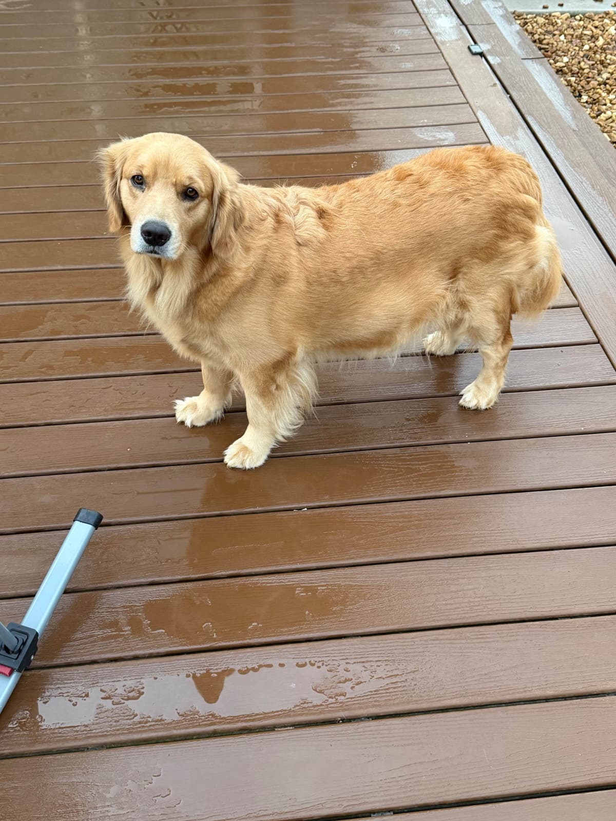 Golden Retriever Puppies breeder image 1