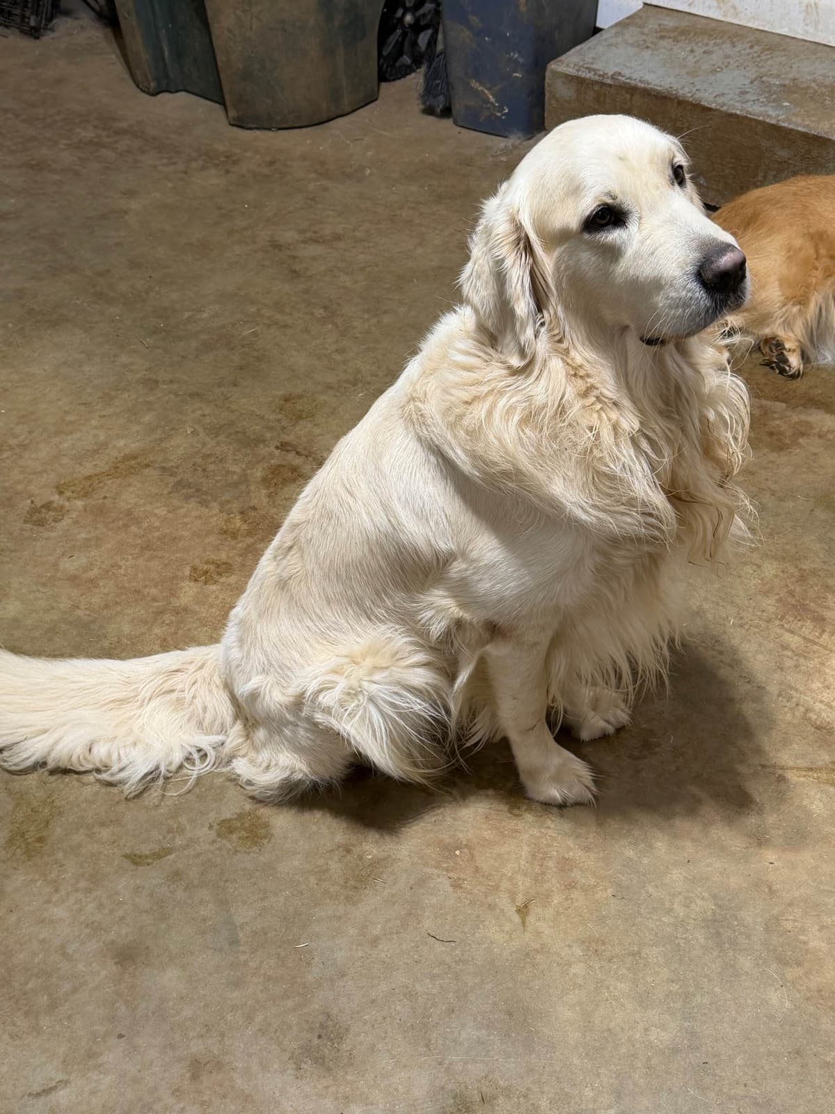 Golden Retriever Puppies breeder image 3