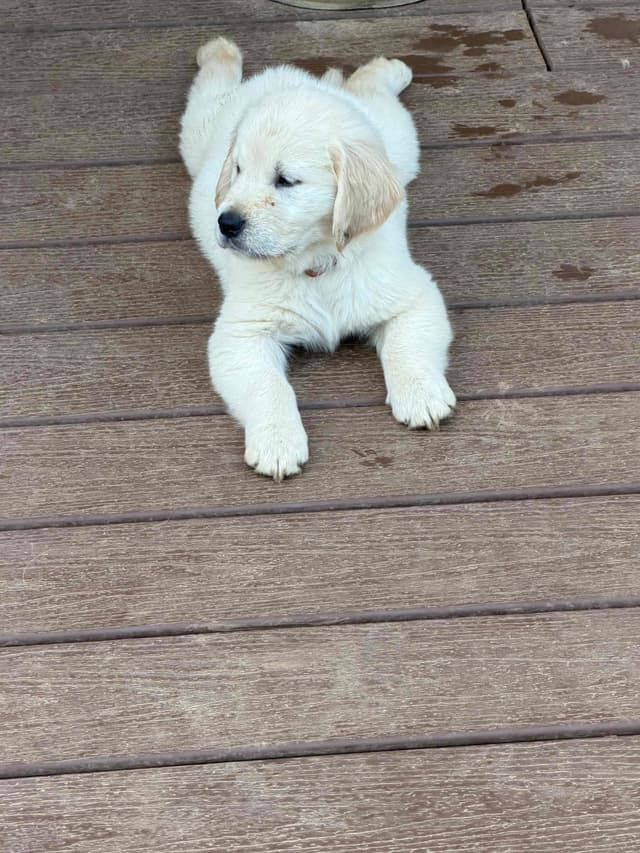 Golden Retriever Puppies media 2