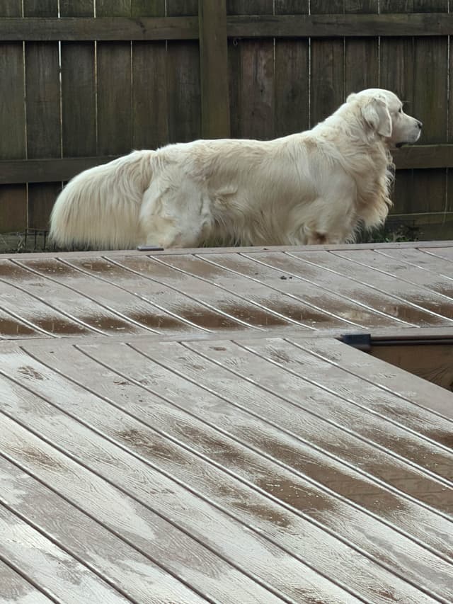 Golden Retriever Puppies media 4