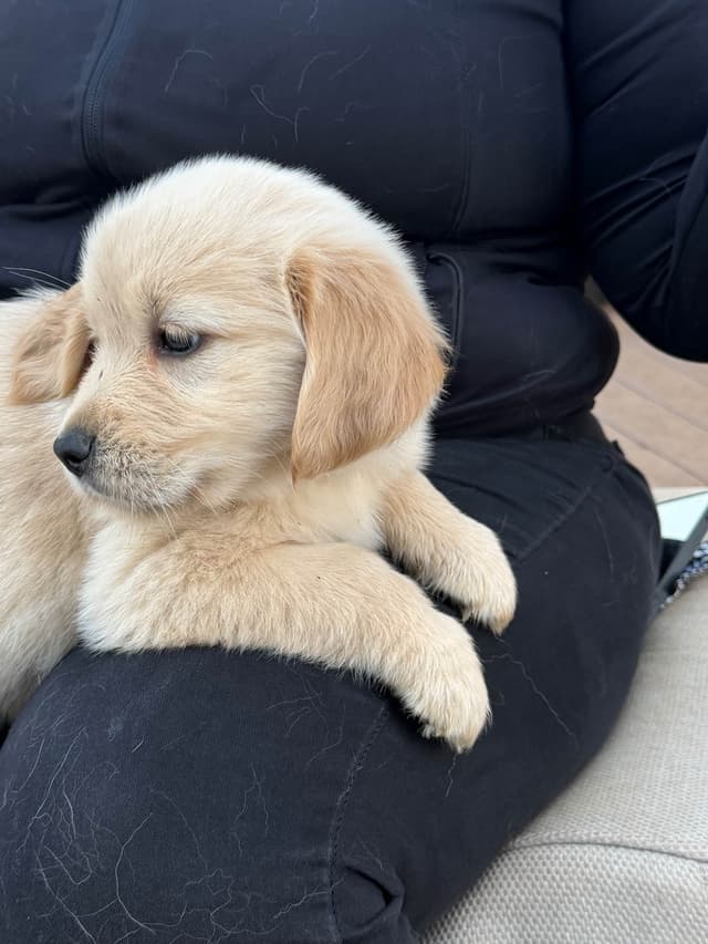 Golden Retriever Puppies media 5
